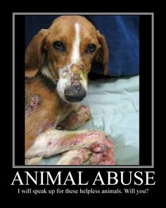 Animal Abuse Pictures And Facts