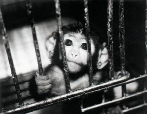 Animal Abuse Pictures And Facts