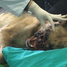 Animal Abuse Pictures And Stories