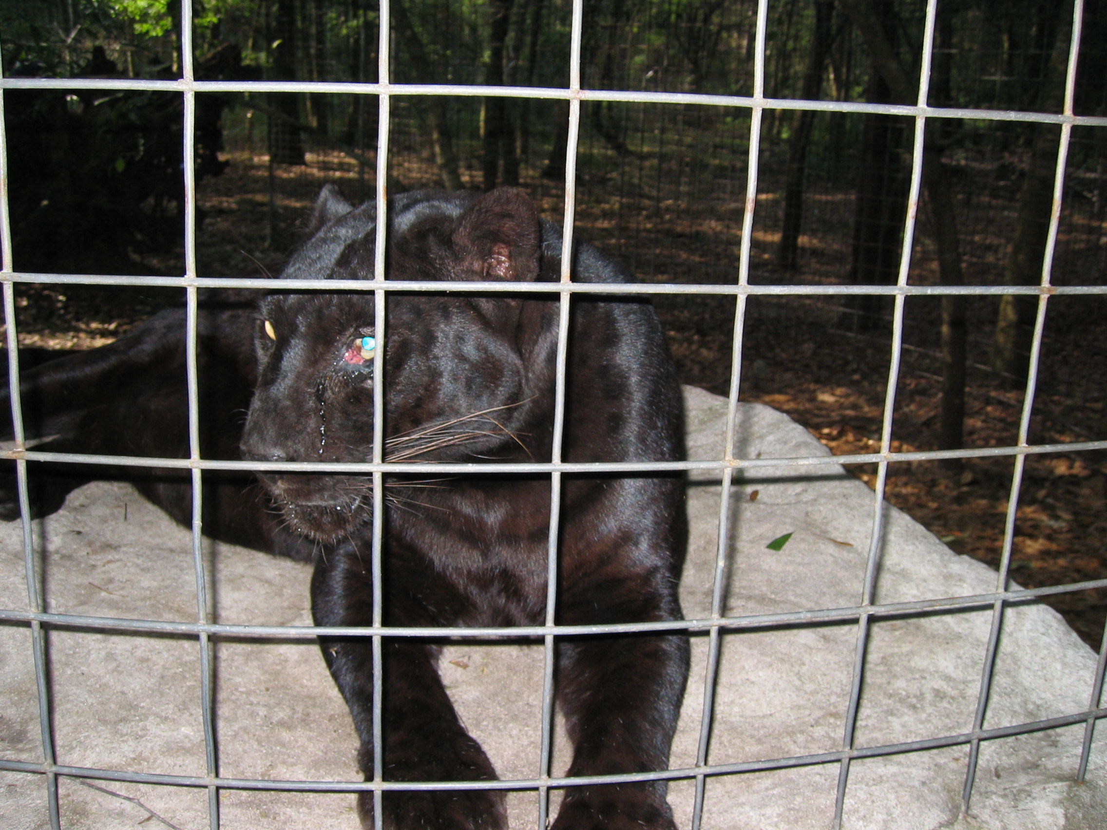 Animal Abuse Quotes In Water For Elephants