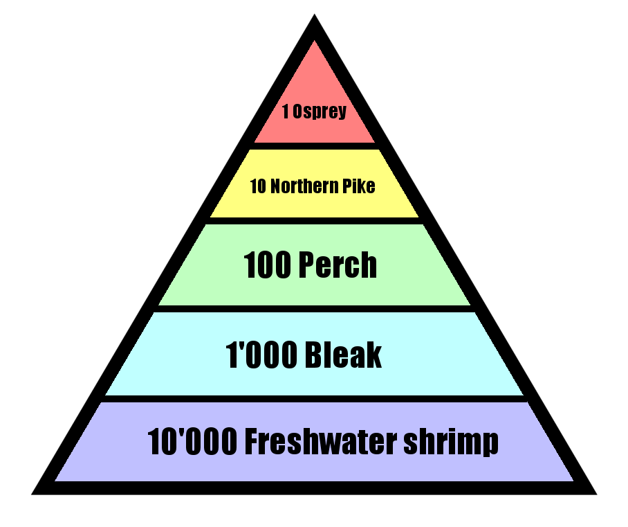 Animal Food Chain Pyramid