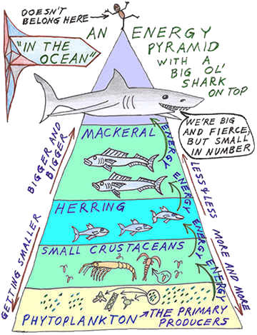 Animal Food Chain Pyramid