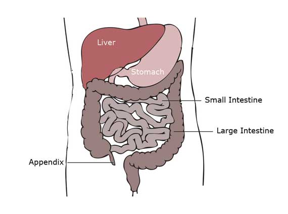 Appendix Burst Symptoms Children