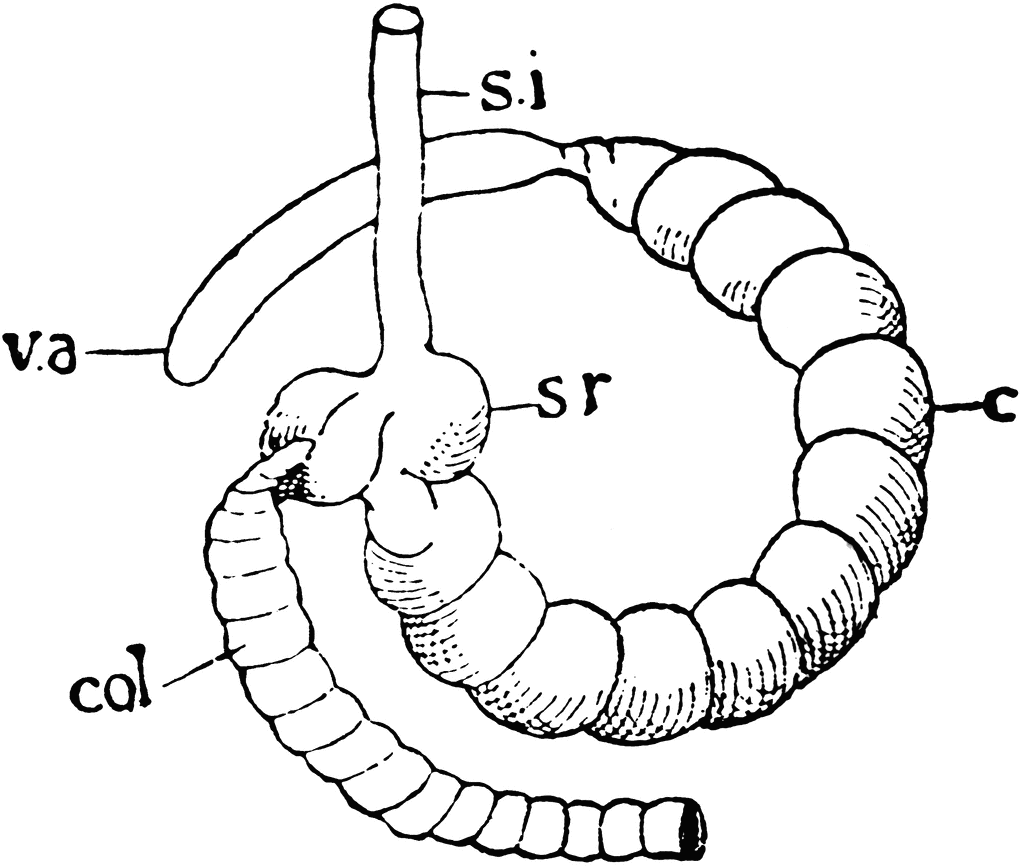 Appendix Diagram