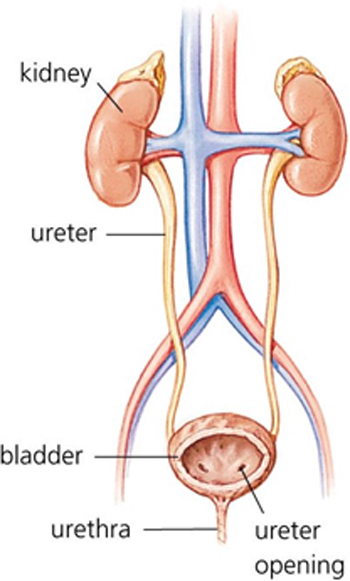 Appendix Operation Cost In Chennai