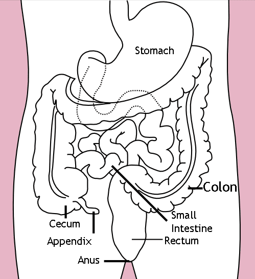 Appendix Pain