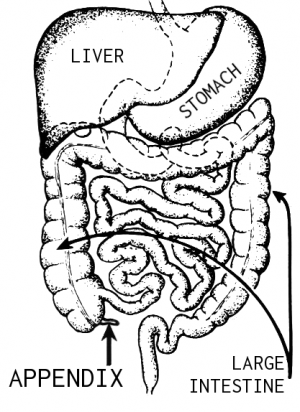 Appendix Pain Which Side