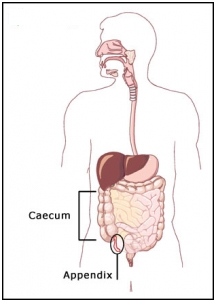 Appendix Removal Cost