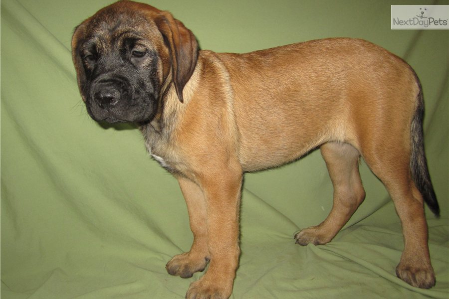 Apricot English Mastiff Pictures