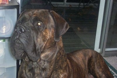 Apricot English Mastiff Pictures