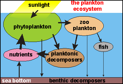 Aquatic Food Chain Diagram