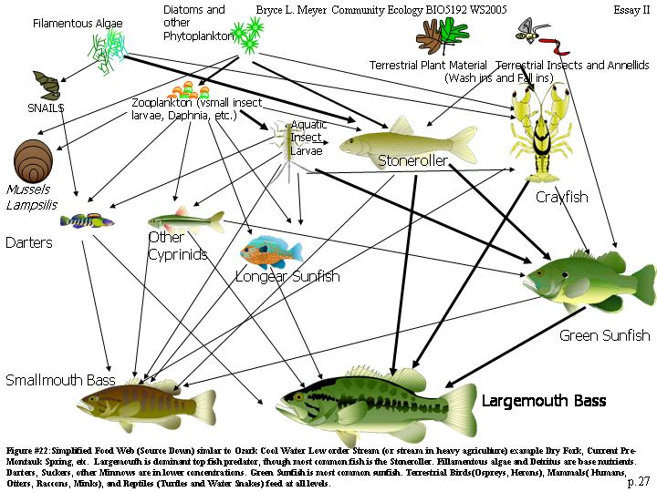 Aquatic Food Web Examples