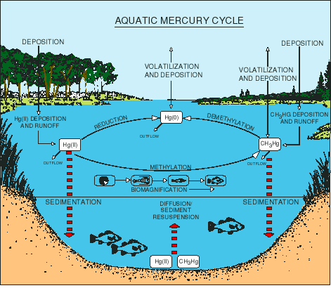 Aquatic Food Web Examples