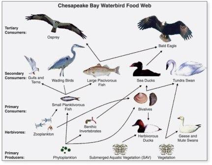 Aquatic Food Web Examples