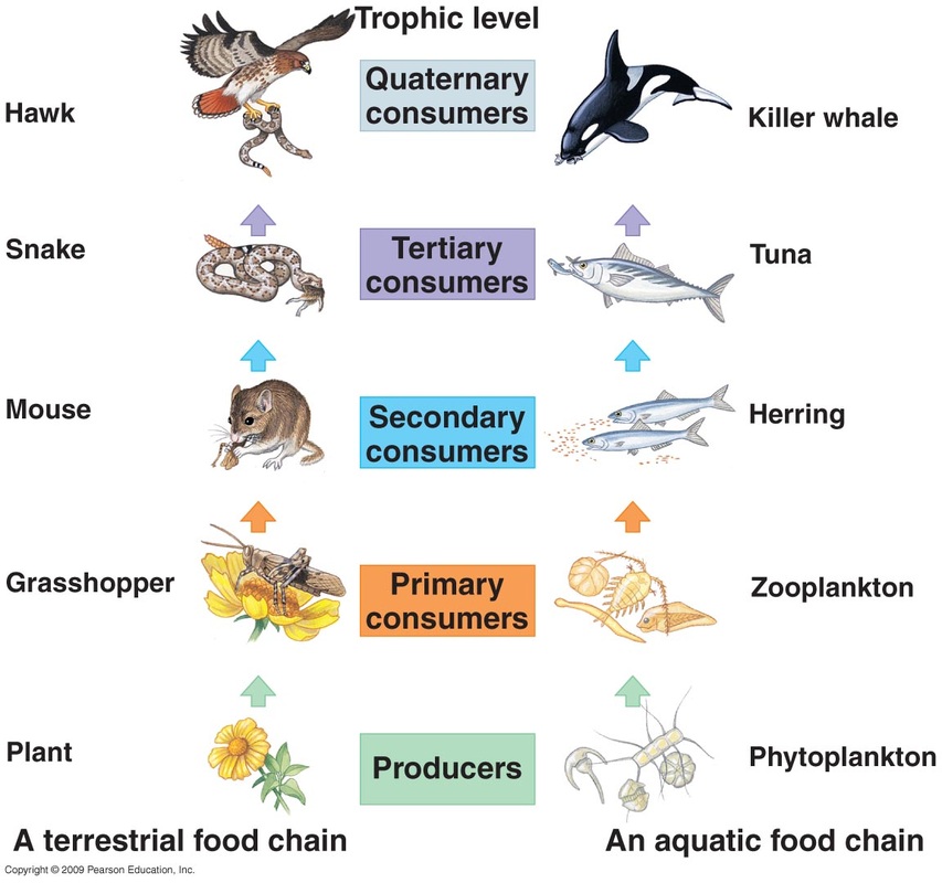 Aquatic Food Web Examples