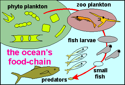 Aquatic Food Web Examples