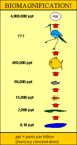 Aquatic Food Web Examples