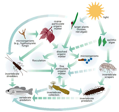 Aquatic Food Web Examples