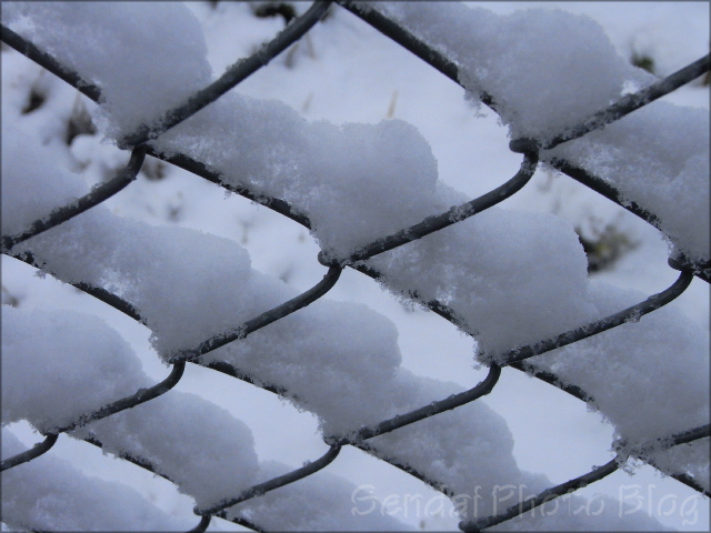 Artsy Pictures In The Snow