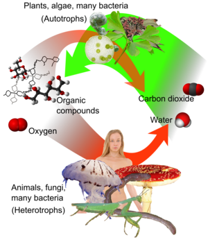 Atomic Structure Of Carbon