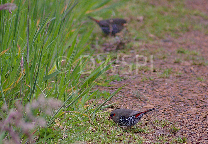 Australian Animals And Birds Information