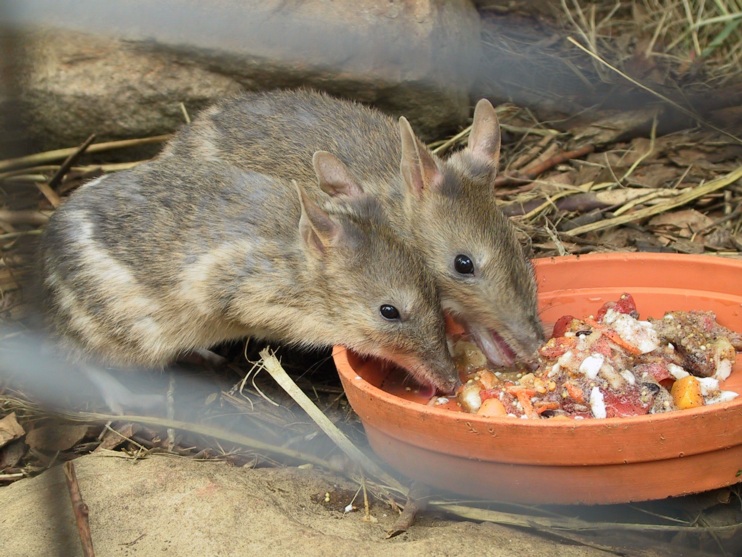 Australian Animals And Birds Information