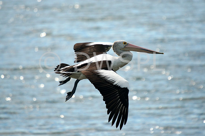 Australian Animals And Birds Information