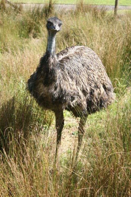 Australian Animals And Birds Information