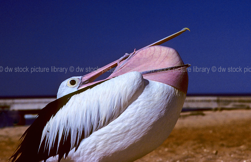 Australian Animals And Birds Information