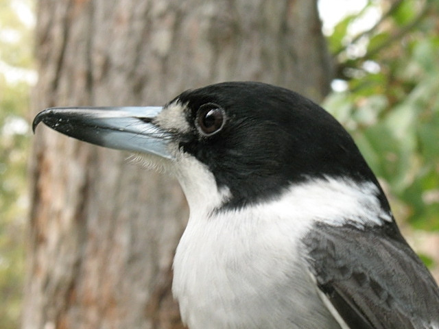 Australian Animals And Birds Pictures