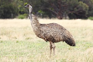 Australian Animals And Birds Wikipedia