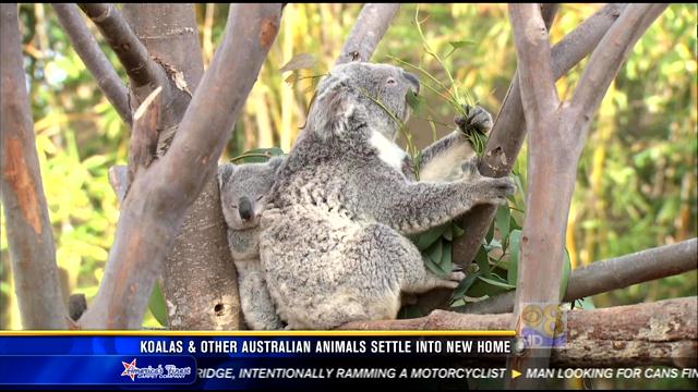 Australian Animals List For Kids