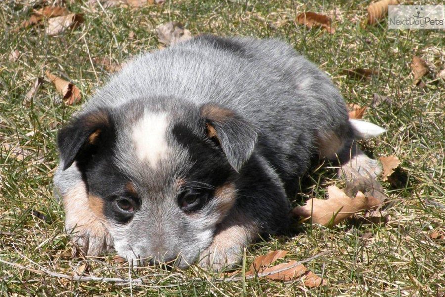 Australian Cattle Dog Blue Heeler Information