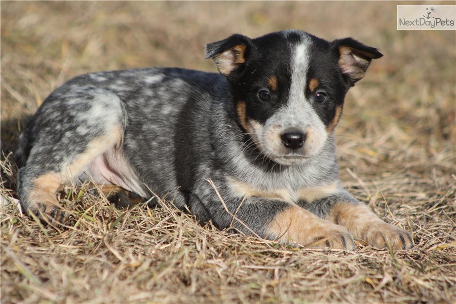 Australian Cattle Dog Blue Heeler Information