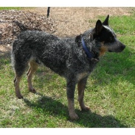 Australian Cattle Dog Blue Heeler Information