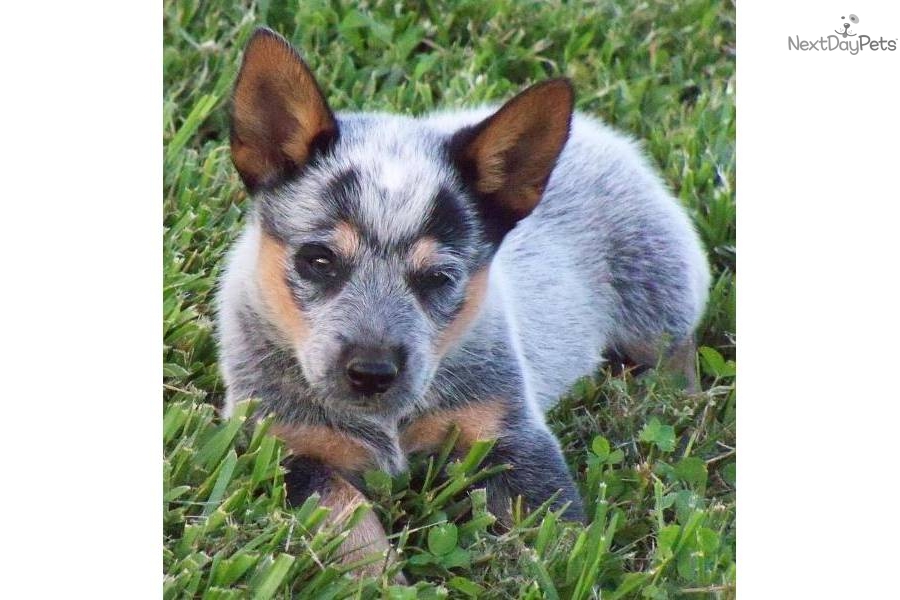 Australian Cattle Dog Blue Heeler Information