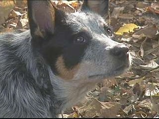 Australian Cattle Dog Blue Heeler Information