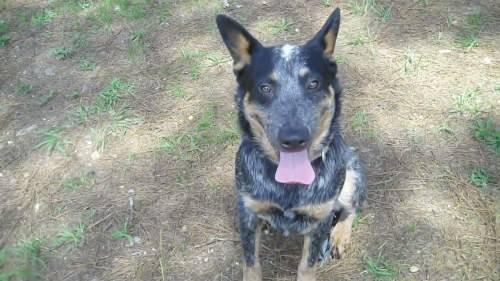 Australian Cattle Dog Blue Heeler Information