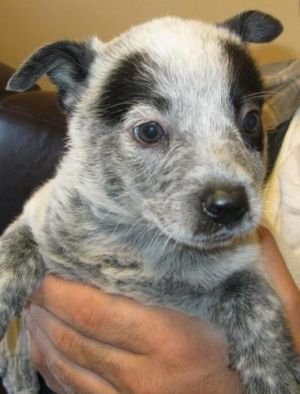 Australian Cattle Dog Blue Heeler Information