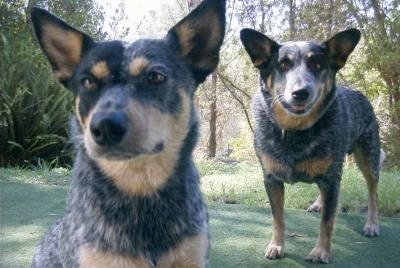 Australian Cattle Dog Blue Heeler Information