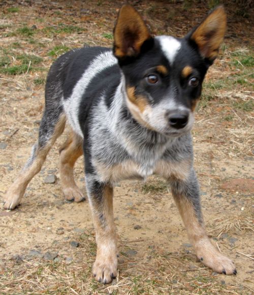 Australian Cattle Dog Blue Heeler Information