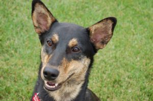 Australian Cattle Dog Blue Heeler Mix