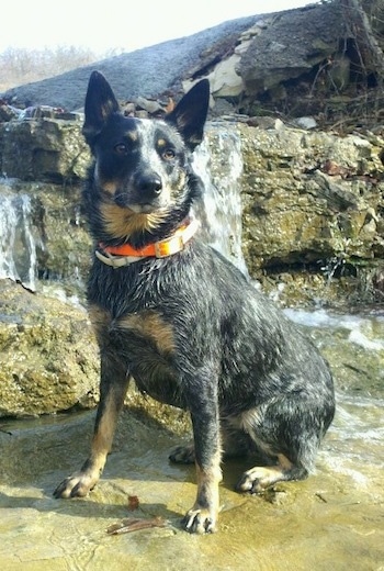 Australian Cattle Dog Blue Heeler Mix