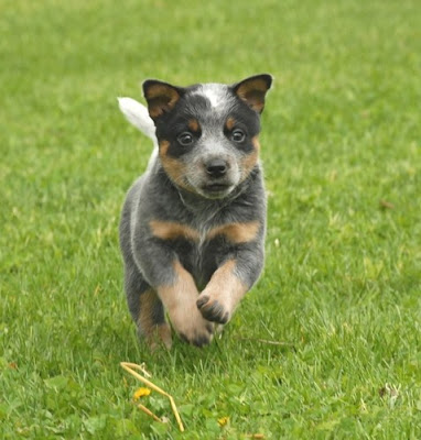 Australian Cattle Dog Blue Heeler Mix