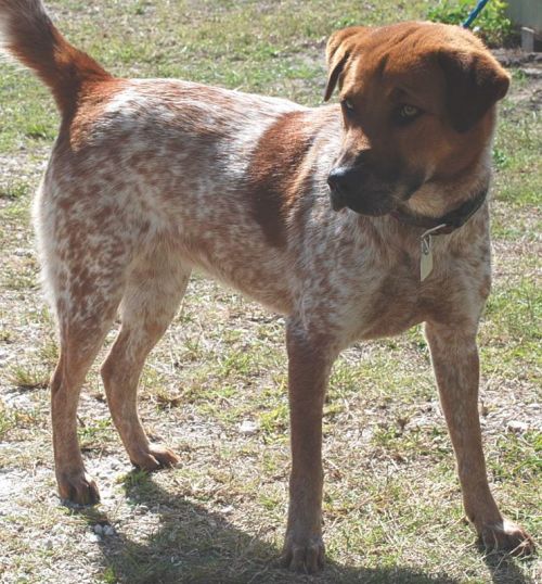 Australian Cattle Dog Blue Heeler Mix