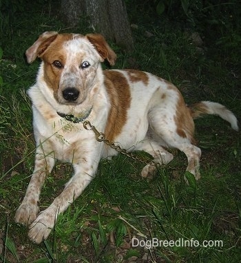 Australian Cattle Dog Blue Heeler Mix