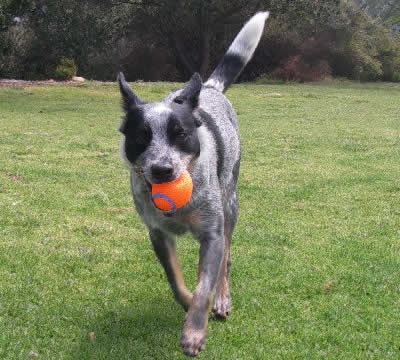 Australian Cattle Dog Blue Heeler Personality