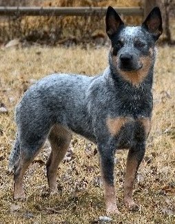 Australian Cattle Dog Blue Heeler Personality