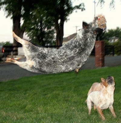 Australian Cattle Dog Blue Heeler Personality