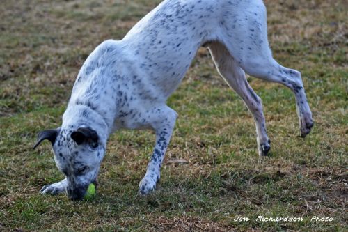 Australian Cattle Dog Blue Heeler Rescue